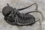 Top Quality, Spiny Cyphaspis Trilobite - Ofaten, Morocco #206476-2